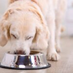 Exploring Alternative Dog Diets