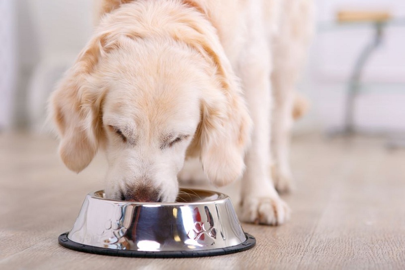 Exploring Alternative Dog Diets: Are They Right for Your Pet?